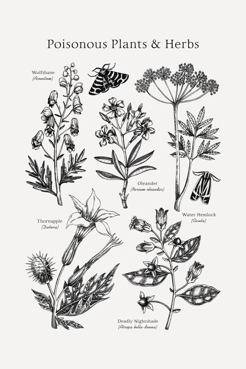 Poisonous plants poster design template. Botanical print. Witch herbs sketches collection. Vintage wall art. Hand drawn vector illustration. NOT AI generated